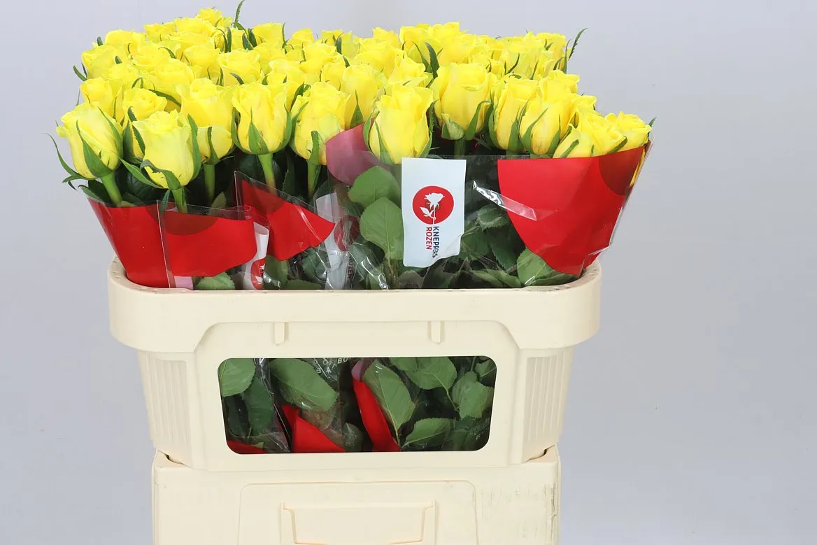 Rosa Gr Moonwalk • 70 cm