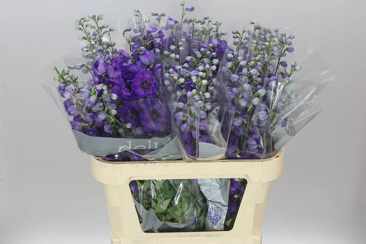 Stračonôžka Elatum Jewel • 80 cm