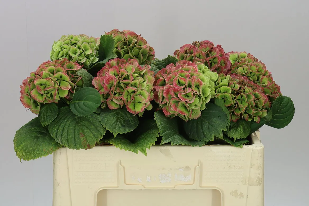 Hortenzia Lolly Pop Green Red Classic • 50 cm