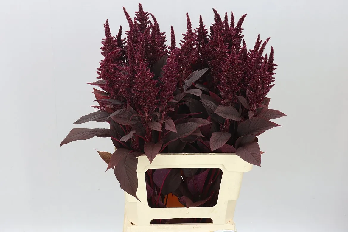 Amaranthus St Cr Velvet • 70 cm
