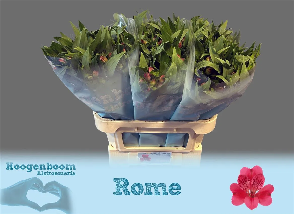 Alstroméria Rome Xxl • 75 cm
