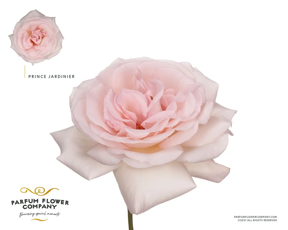 Ruža záhradná Scented Prince Jardinier • 50 cm