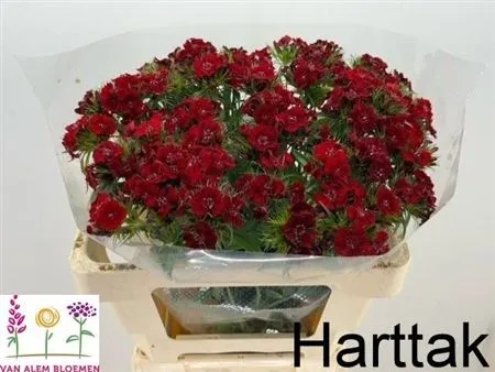 Di Barb Red • 50 cm