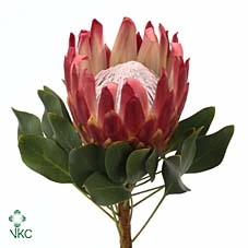 Protea Red Rex • 60 cm