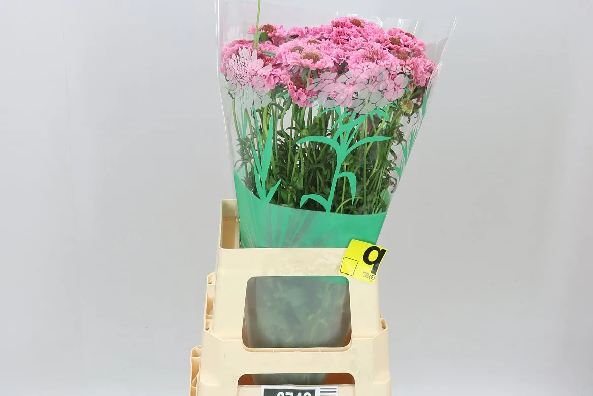 Scabiosa Atr Candy Scoop • 70 cm