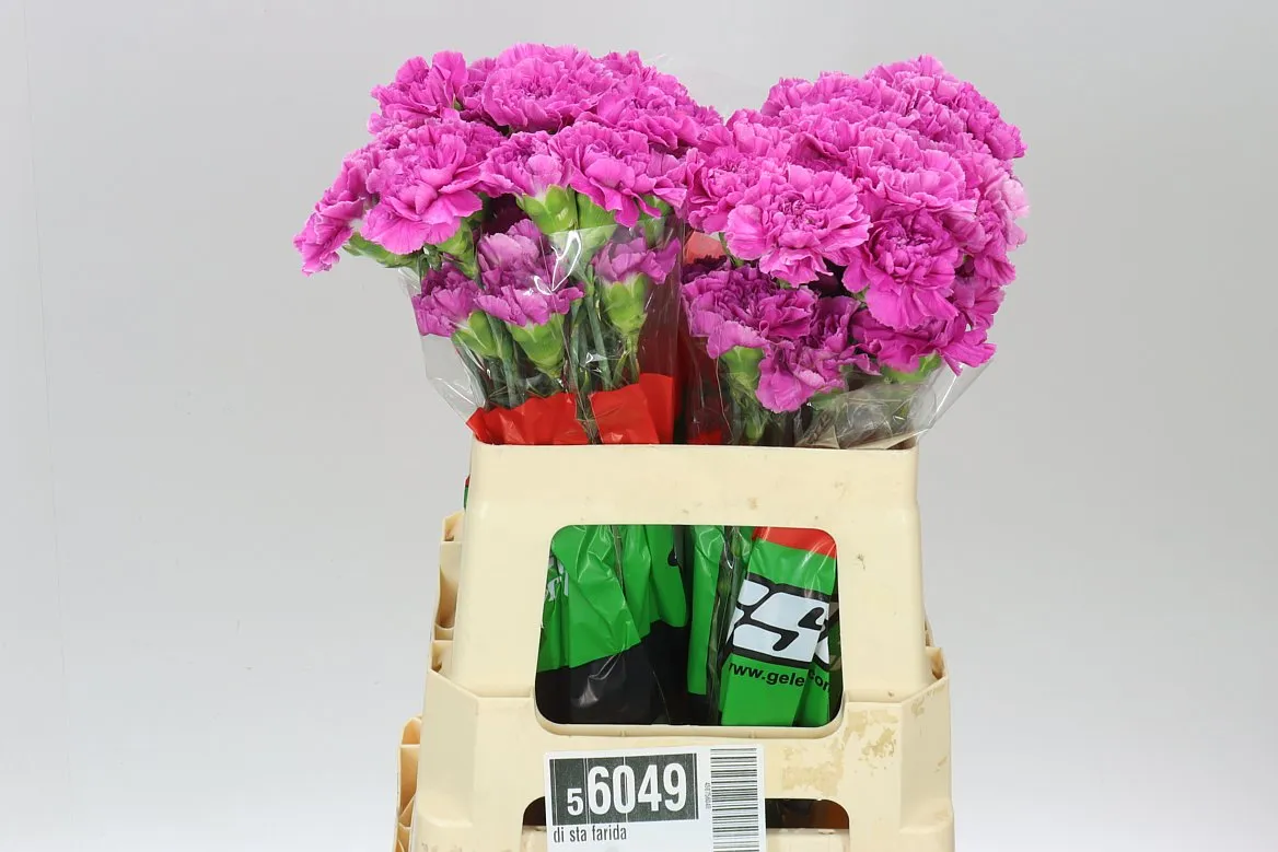 Di Sta Farida • 55 cm
