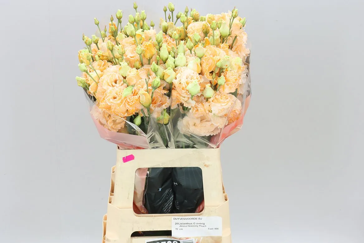 Eust Dy Heavenly Peach • 70 cm