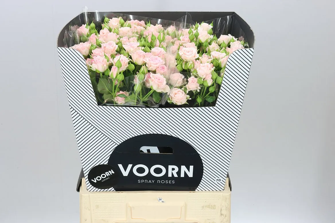 Rosa Tr Aerobic • 70 cm