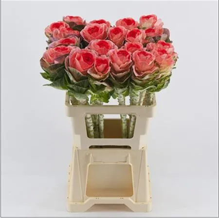 Brassica Painted Pink Red • 60 cm