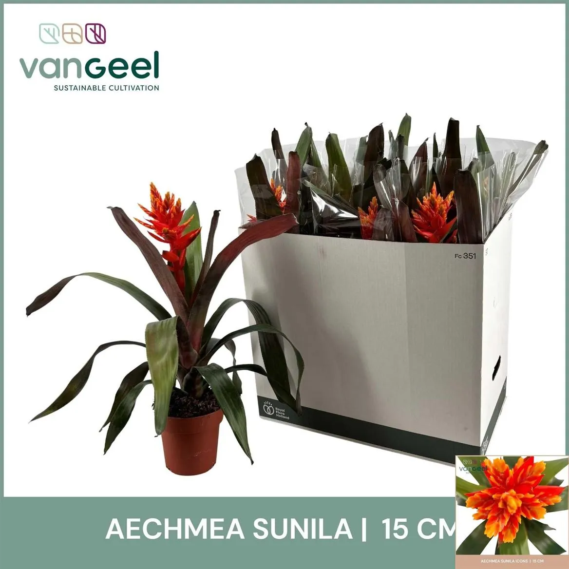 Aechmea oranžová • črepník 15 cm