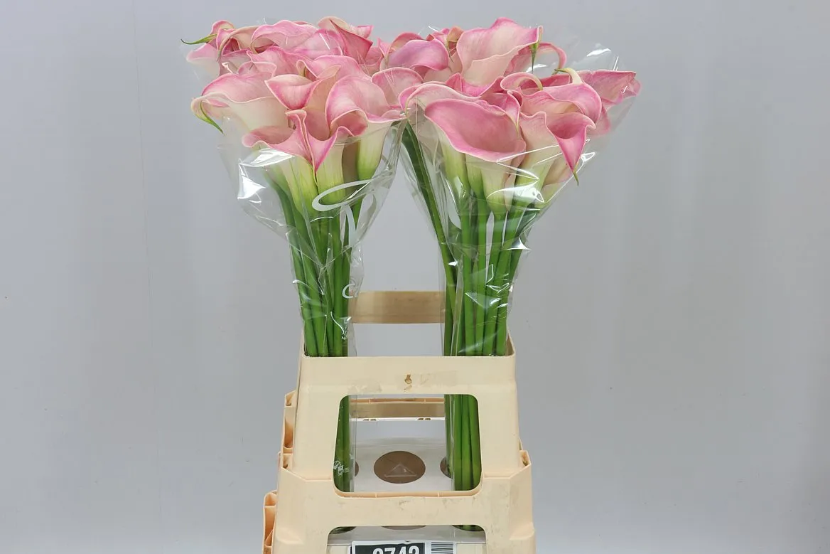 Kala Capt Romance • 70 cm