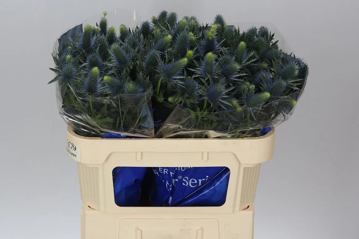 Eryngium Supernova • 70 cm