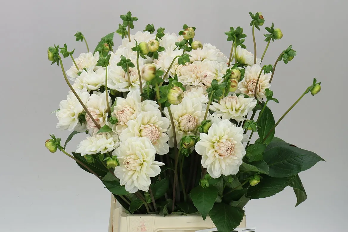 Georgína Blush Pink • 45 cm