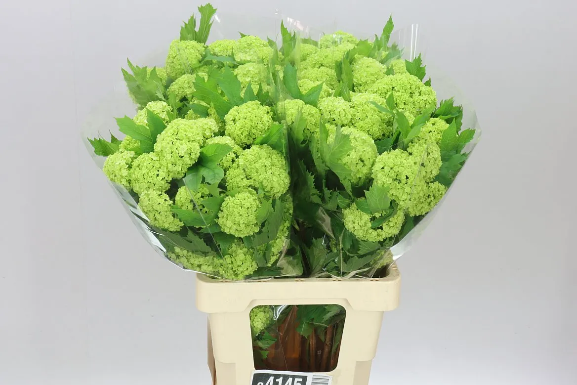 Viburnum Roseum Ex • 60 cm
