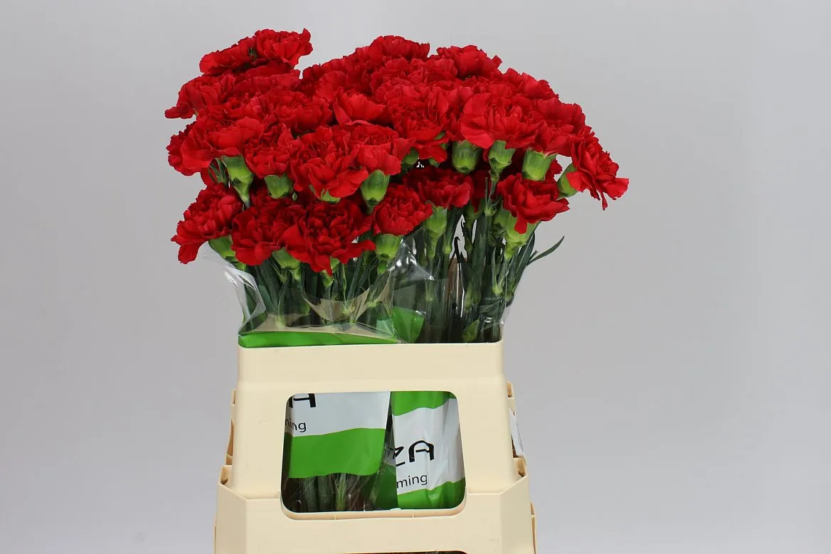 Di St Red • 60 cm