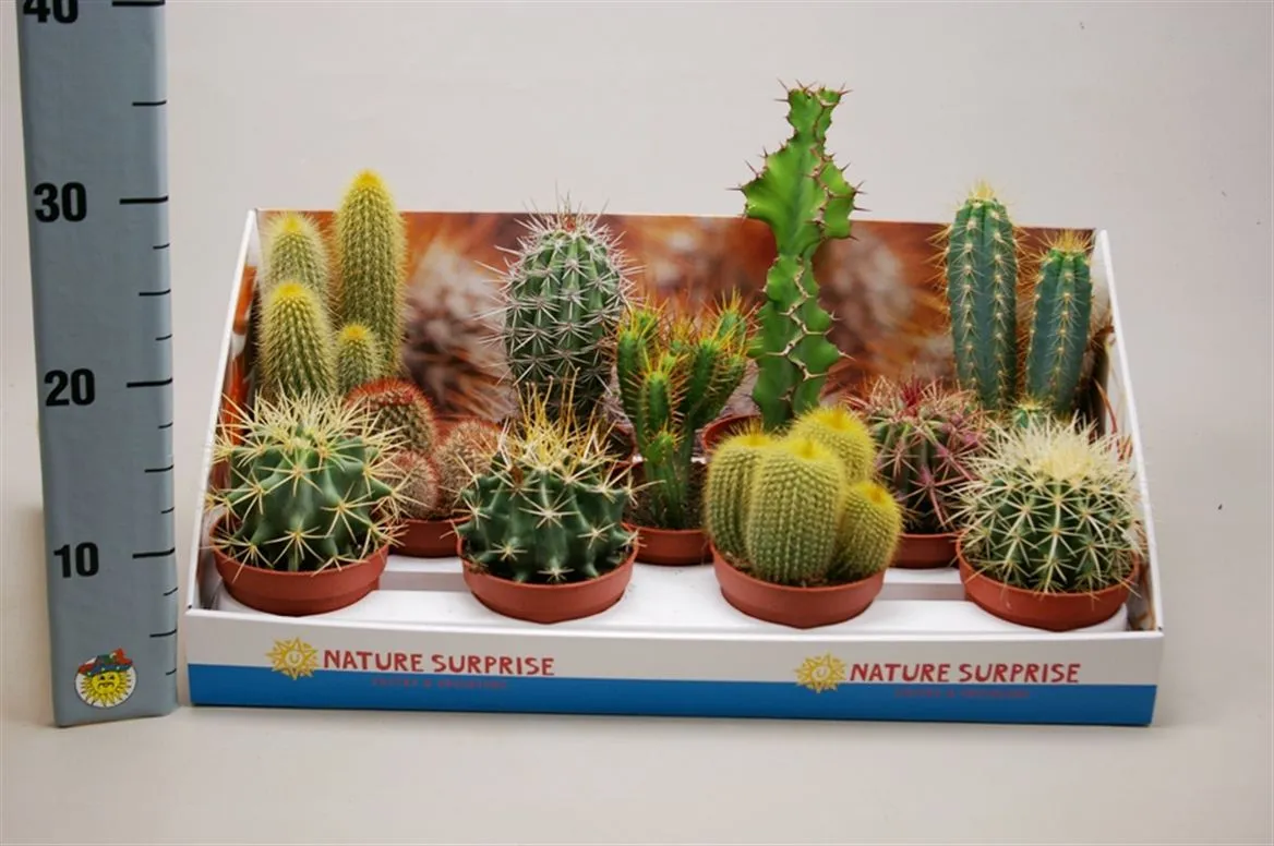 Kaktus mix Showdoos • črepník 10,5 cm