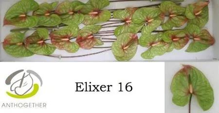 Anth Elixer
