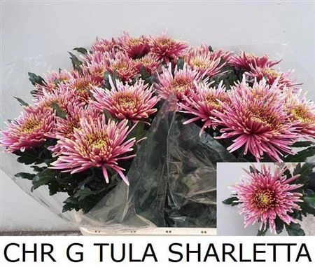 Chryzantéma veľkokvetá Tula Sharletta • 85 cm