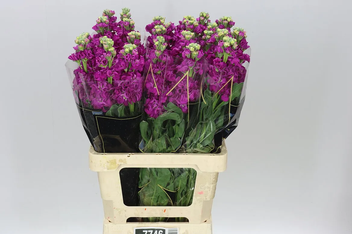 Matthiola Cerise Imp • 70 cm