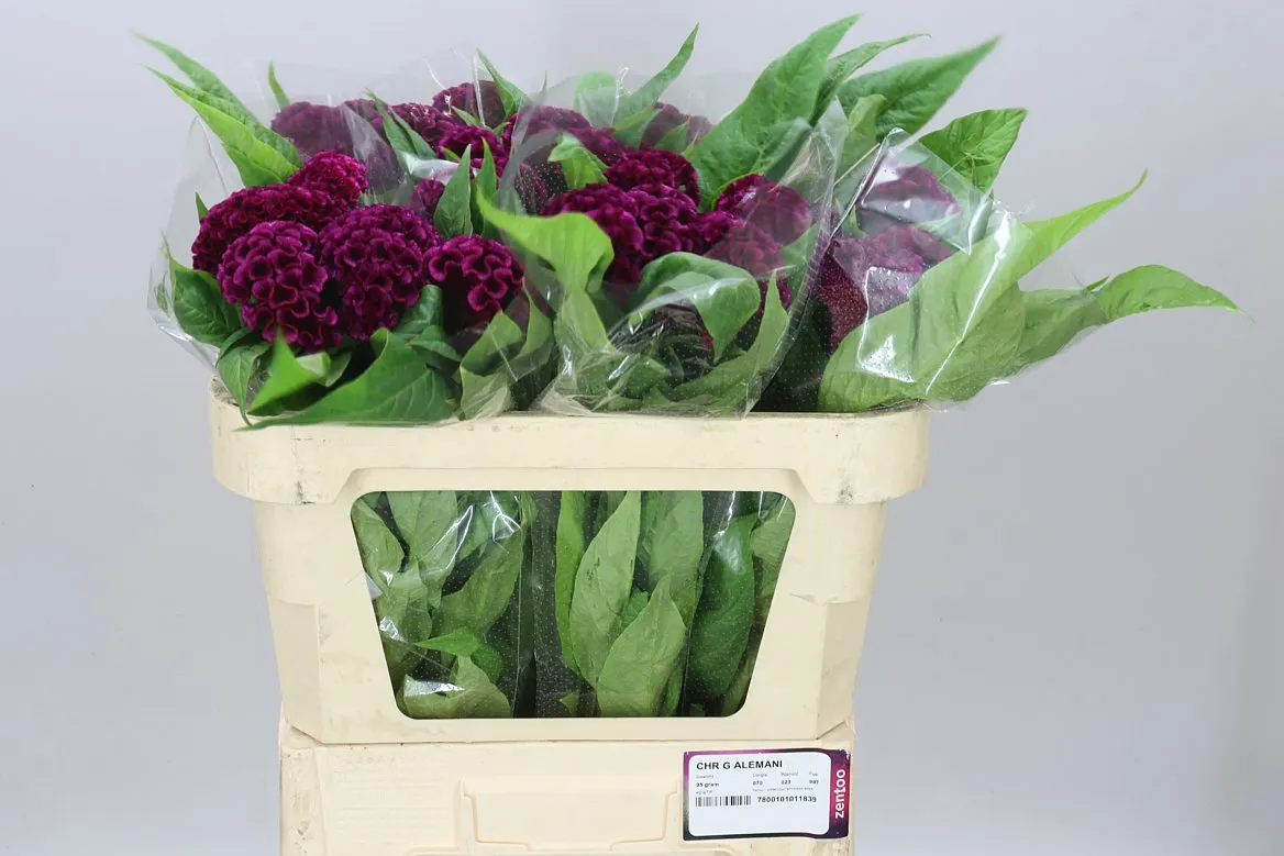 Celózia Purple Mystic • 72 cm