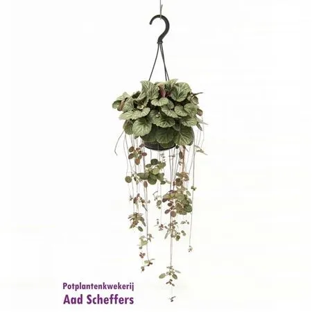 Saxifraga Stolonifera Hang • črepník 14 cm