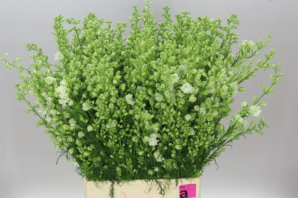 Stračonôžka Ajacis White • 80 cm