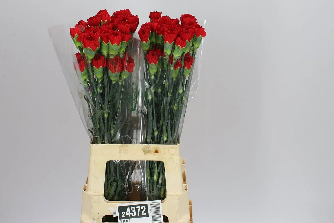 Di St Red • 70 cm