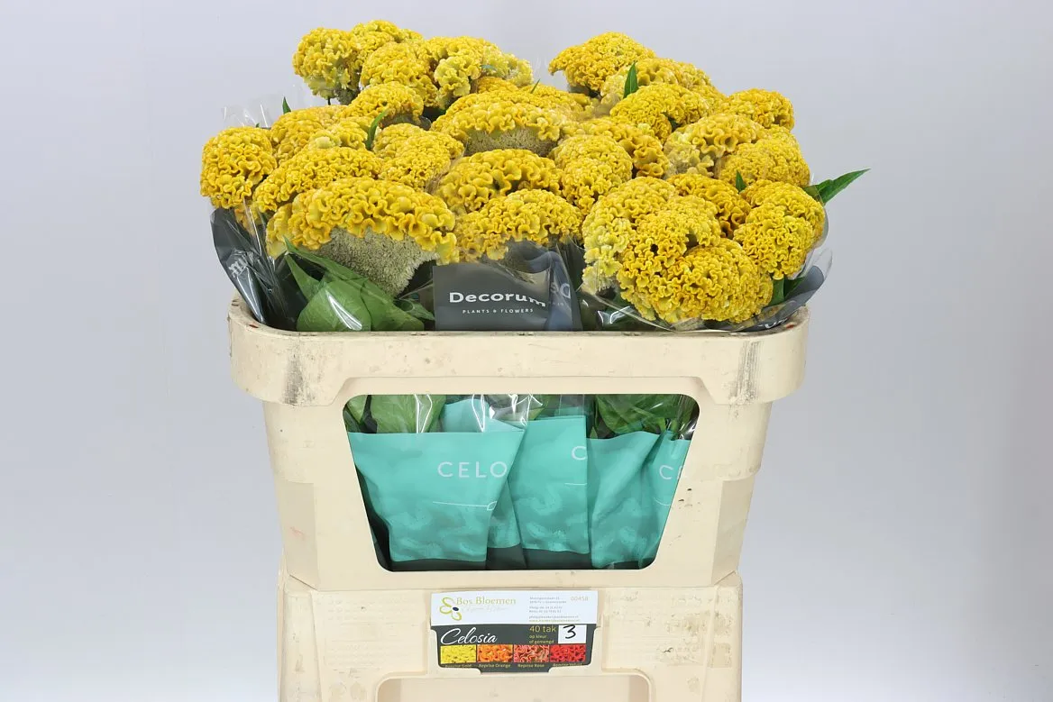 Celosia A Reprise Gold • 72 cm