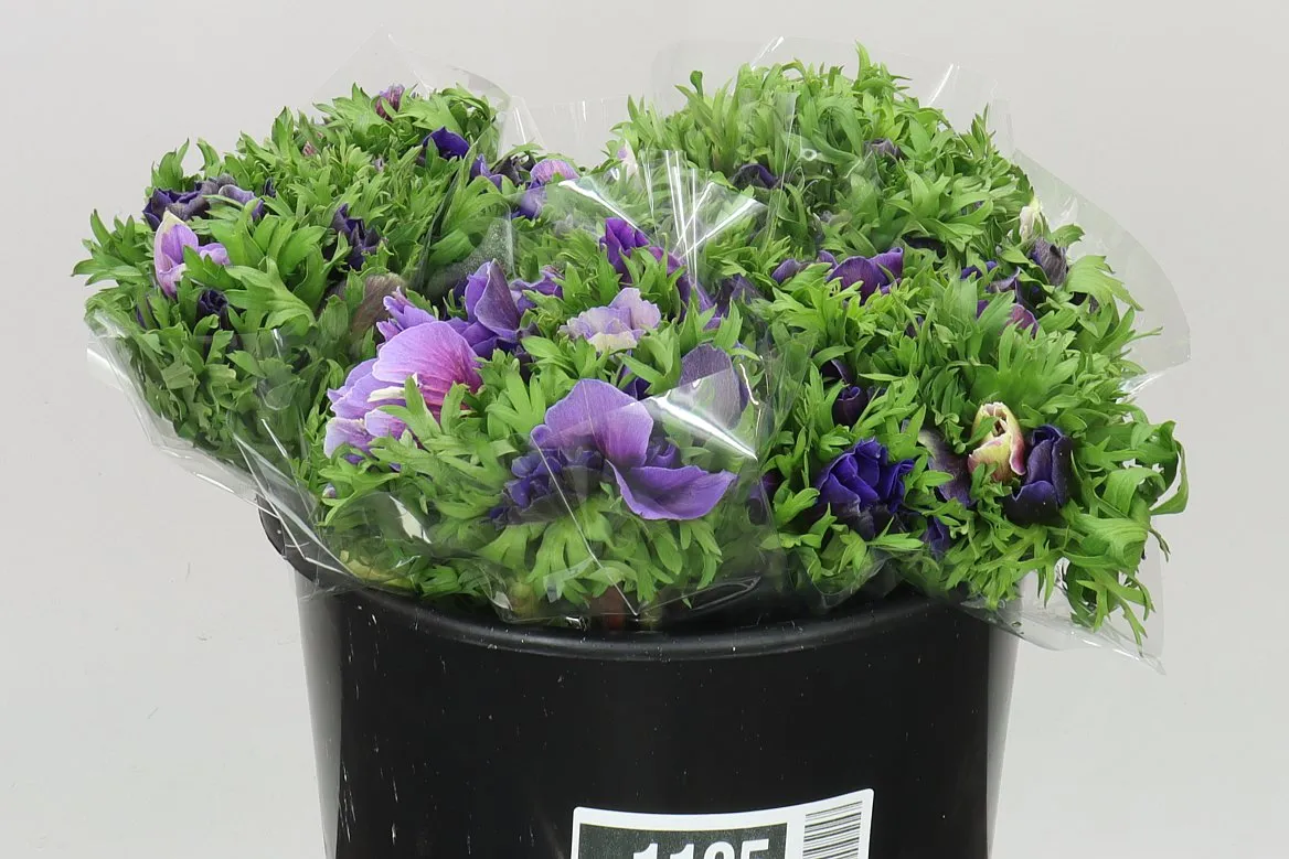 Anemonen Mistral Blue • 40 cm