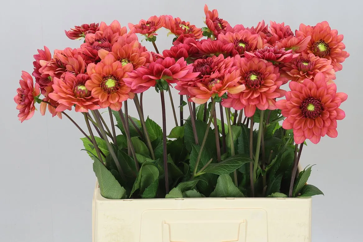 Dahlia Salmon Runner Ex • 60 cm