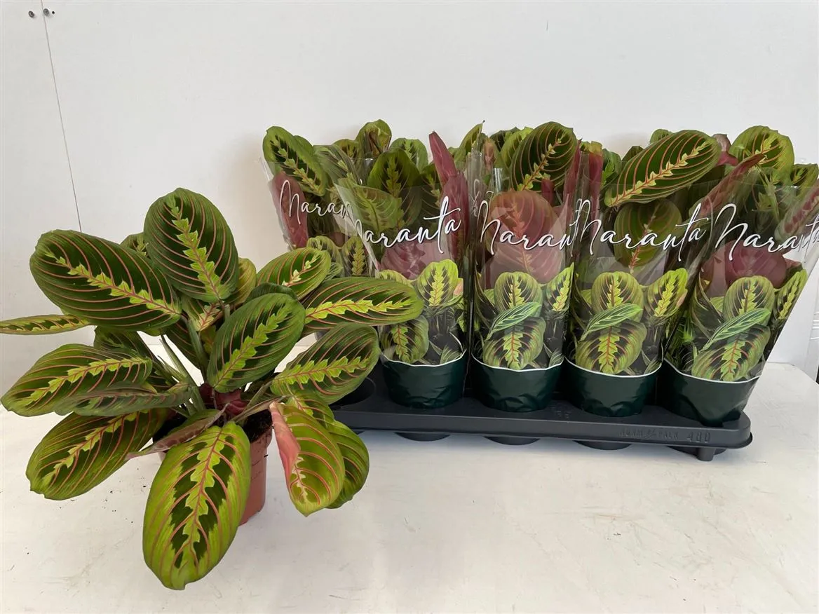 Maranta Fascinator • črepník 12 cm