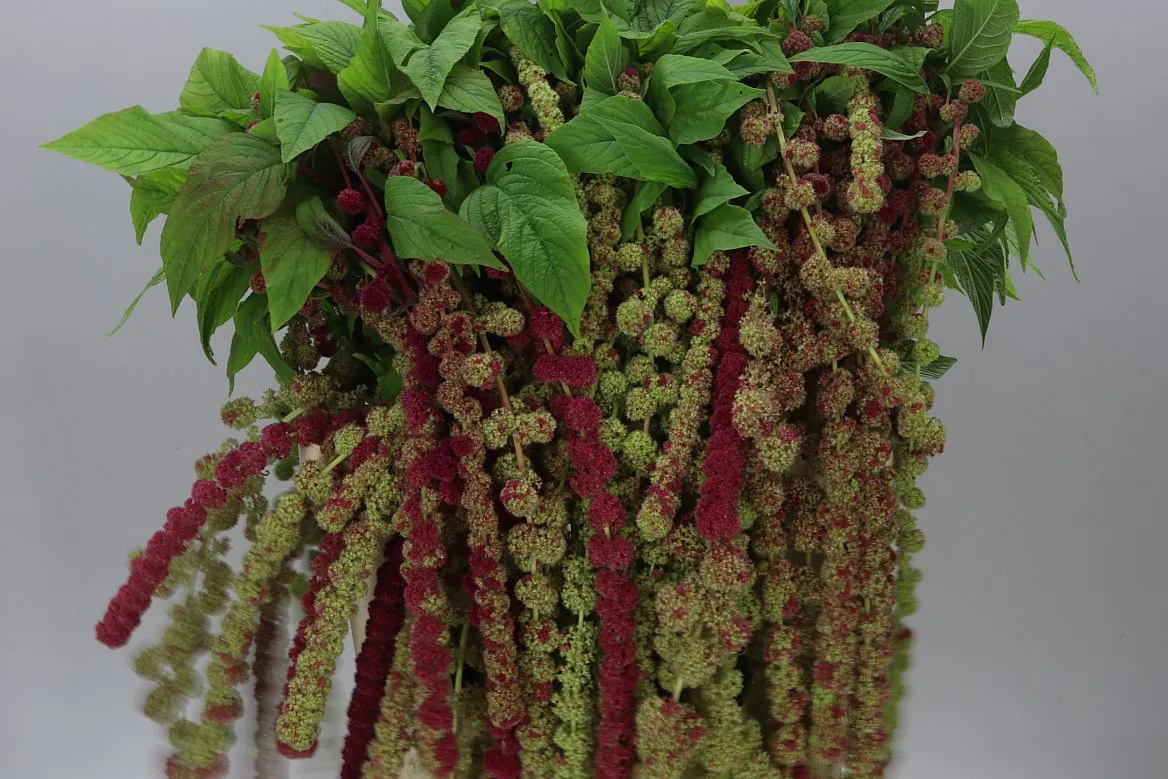 Amaranthus Ca Mira • 75 cm