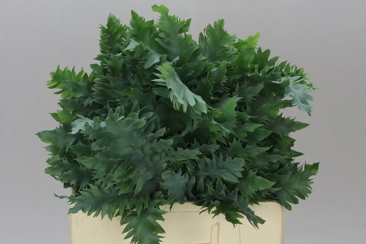 Phlebodium Avana • 65 cm