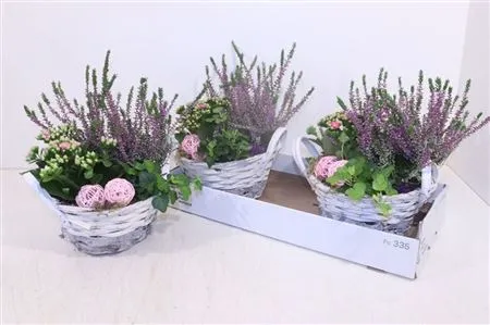 Arr Tuinplanten In Rieten Mand Met Oren • črepník 22 cm