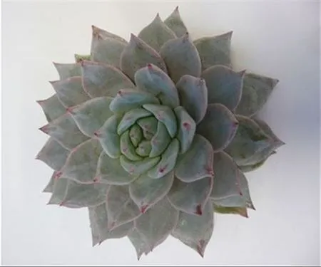Echeveria Blue Bird Cutflowers • 10 cm