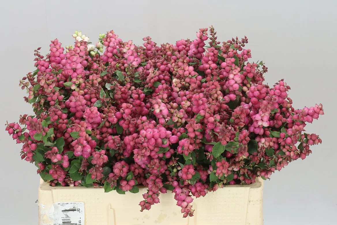 Sympho Mag Ruby Giant • 60 cm