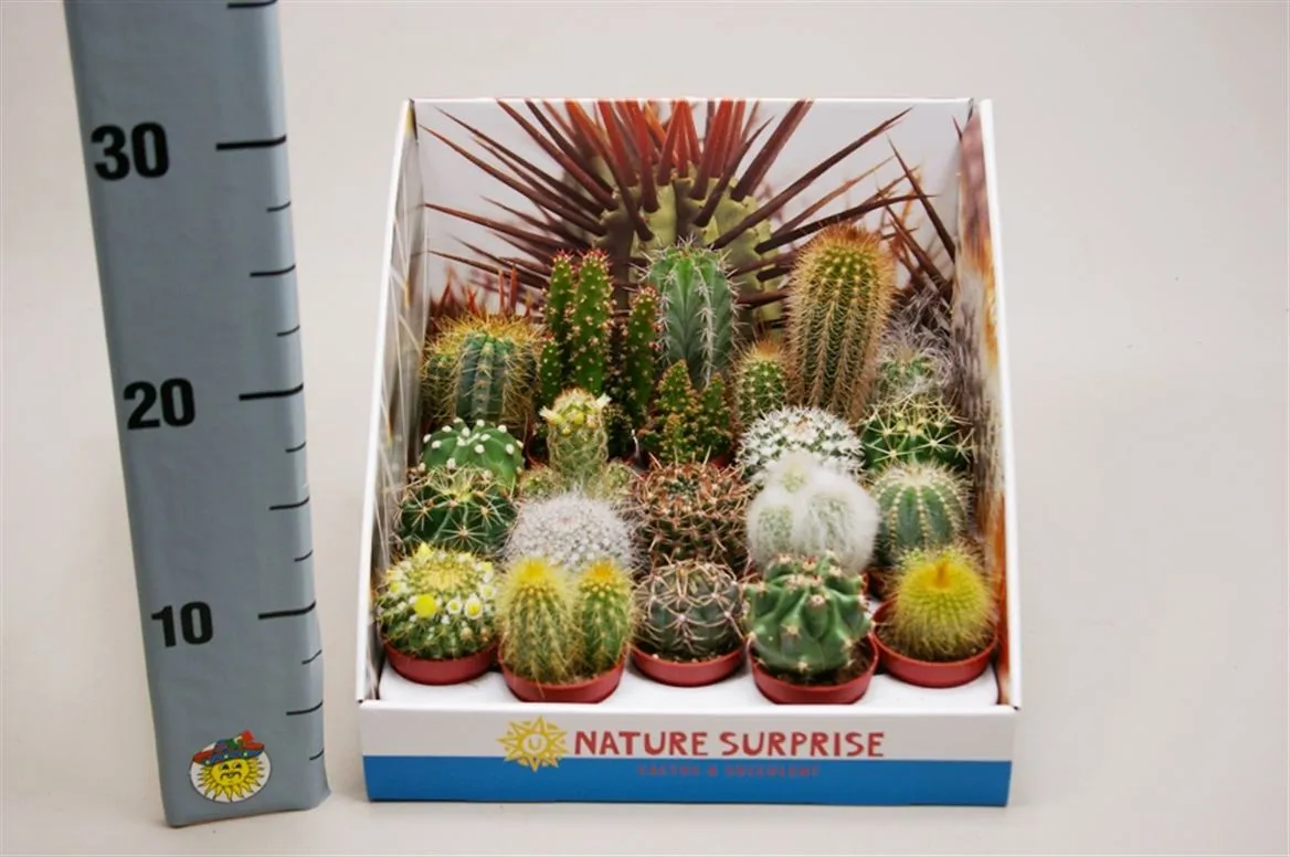 Kaktus mix Showdoos • črepník 5,5 cm