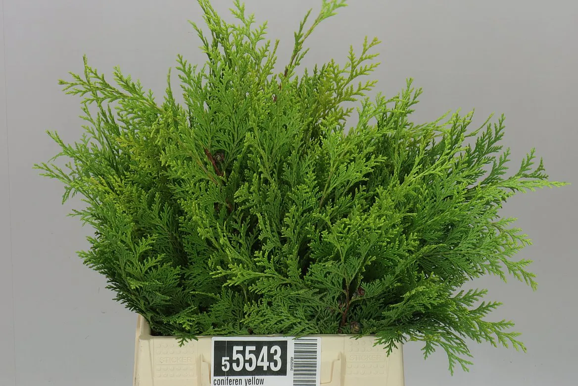 Coniferen Yellow • 45 cm