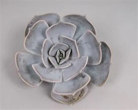 Echeveria Lilacina Cutflower • 8 cm
