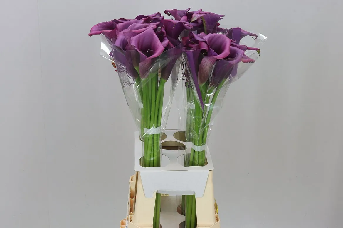 Kala Durban • 70 cm