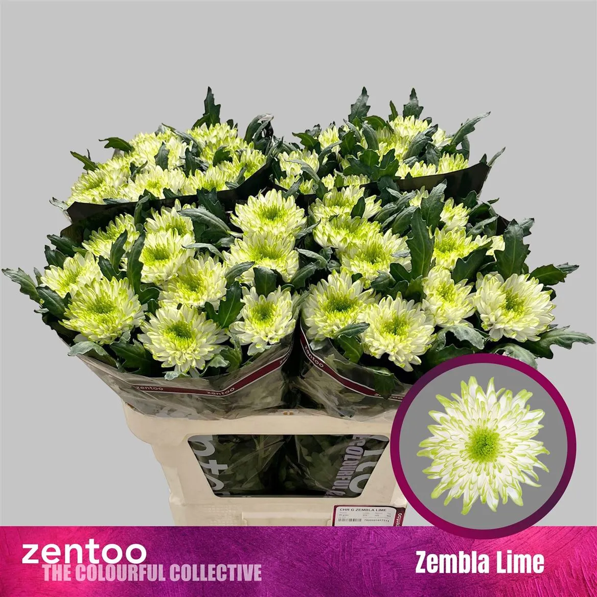Chr G Zembla Lime • 70 cm