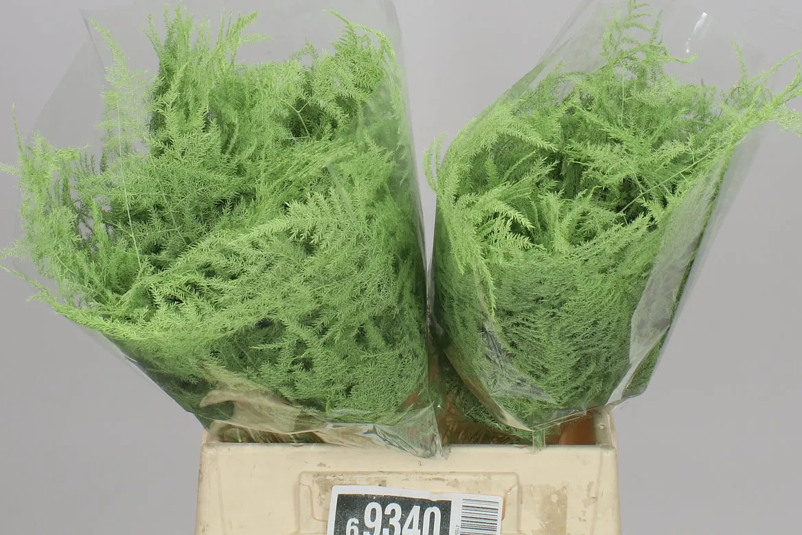 Asparágus 1e Veren Mint X50 • 45 cm
