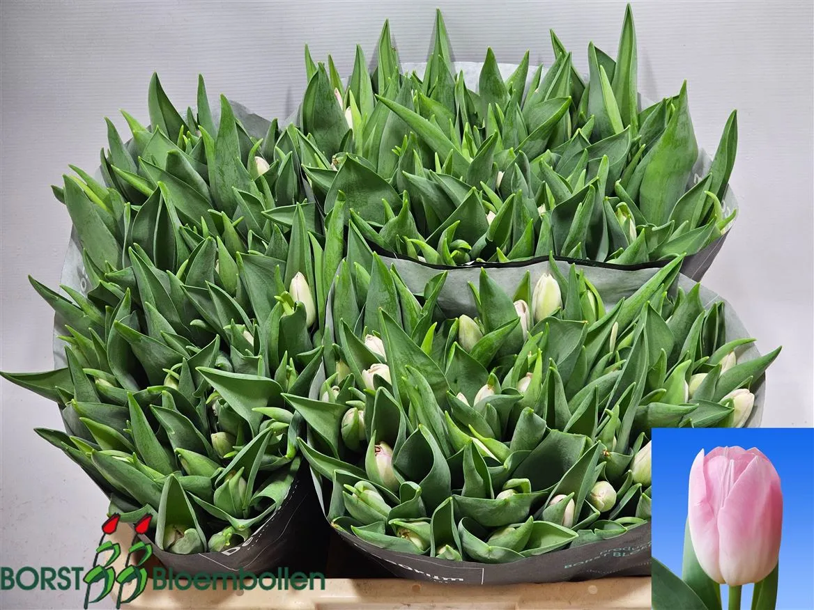 Tulipán jednoduchý Dynasty • 34 cm