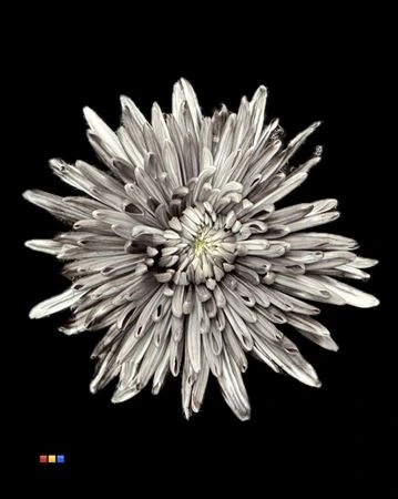 Chryzantéma veľkokvetá Topspin Grey • 70 cm