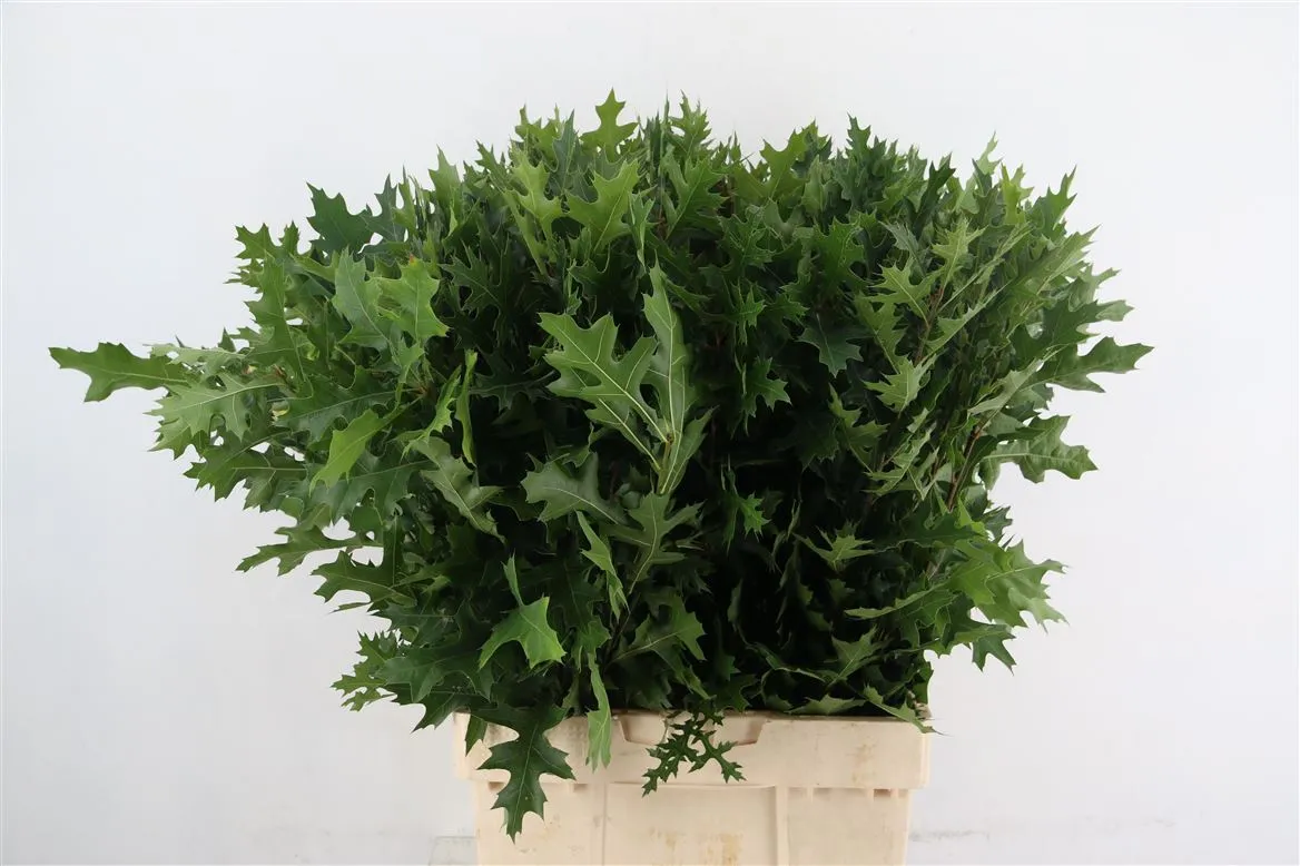 Quercus Palustrus • 80 cm