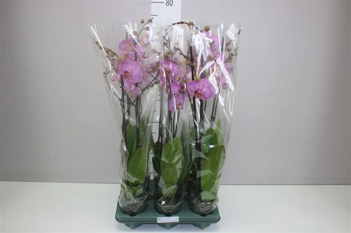 Phal Flirtation 2 Tak • črepník 12 cm