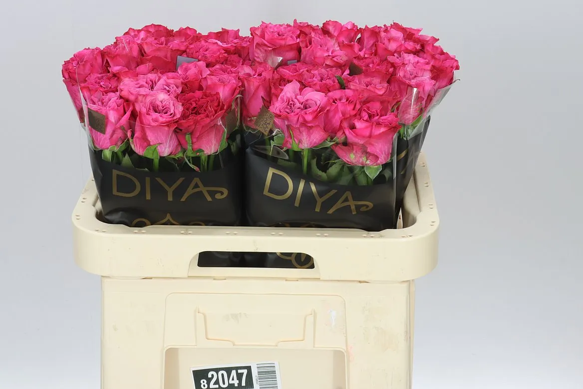 Rosa Gr Country Blues • 60 cm