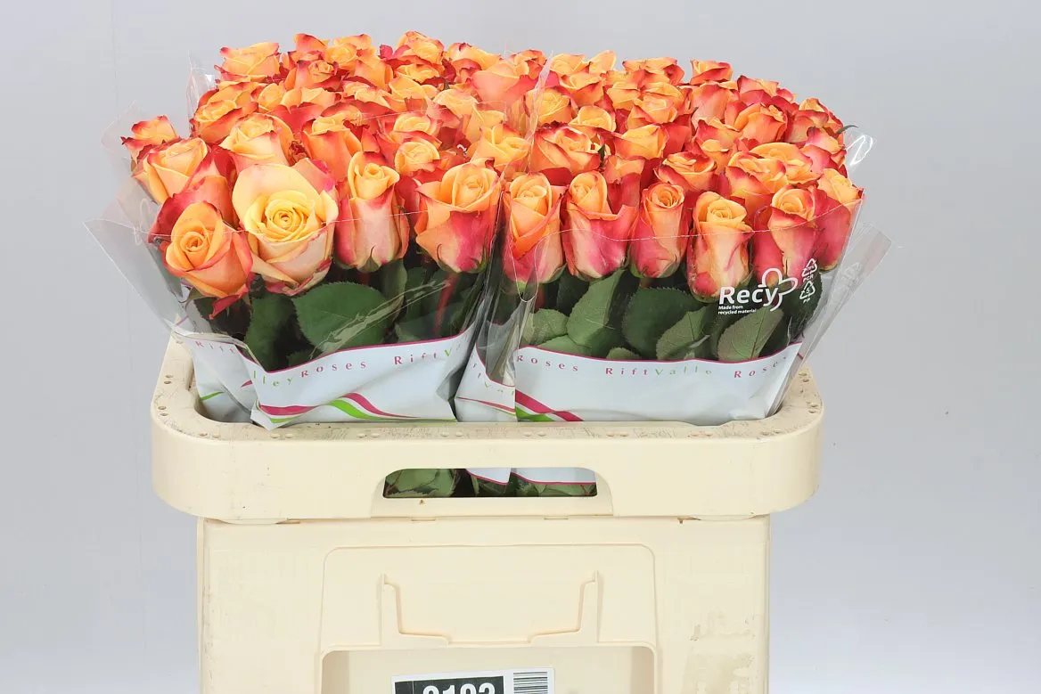 Rosa Gr Pebbles • 60 cm
