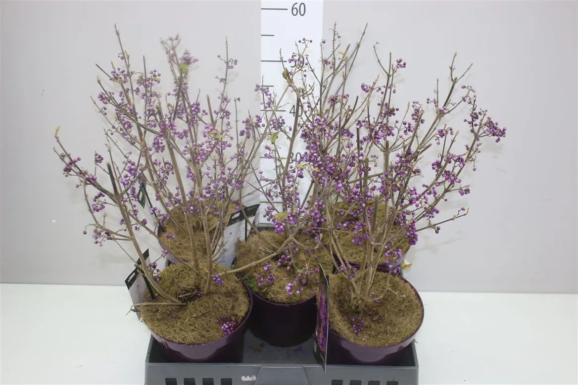 Callicarpa Bod Profu • črepník 19 cm