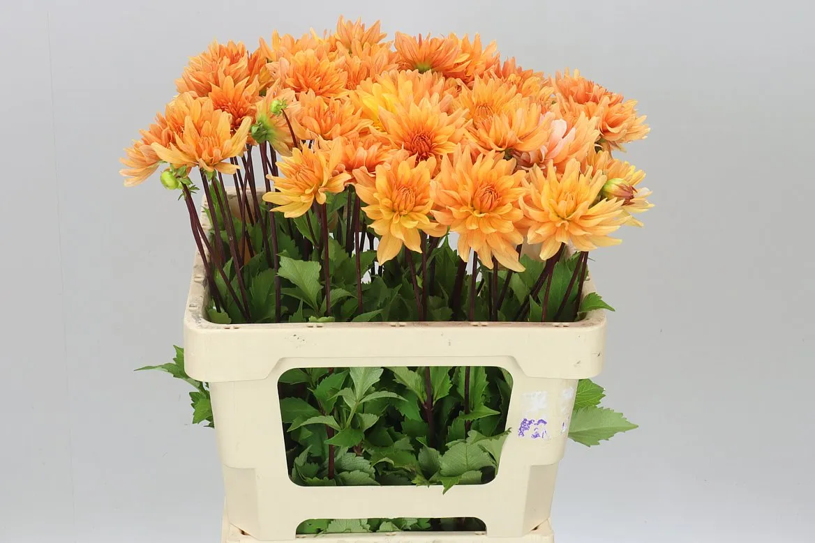 Dahlia Market Joy • 60 cm